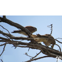 گونه دلیجه Common Kestrel